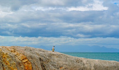 Simon's Town, Cape Peninsula, South Africa: penguin on a rock in Boulders Beach, sheltered beach made up of inlets between granite boulders housing a colony of African penguins since 1982 