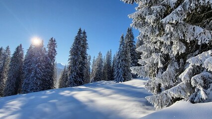 A magical fairytale winter landscape in the Swiss Alps featuring snow-covered fir trees, untouched snow, and bright sunshine under a deep blue sky