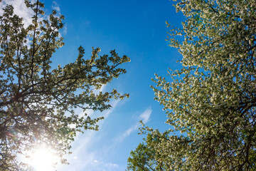 Vibrant white tree blossoms under a clear blue sky with gentle sunlight, embodying spring's beauty