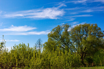 Lush green foliage and towering trees burst with life under a vibrant blue sky featuring delicate wispy clouds, a serene natural vista
