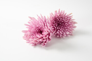 紫の食用菊のイメージ