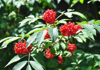 Roter Holunder (Sambucus racemosa)