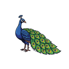 Fototapeta premium Vibrant Peacock With Grand Tail Feathers, Colorful Bird, Majestic Mascot Illustration for Design
