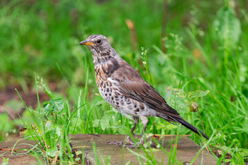 fieldfare, (Turdus pilaris), walking on the ground full of green herbs