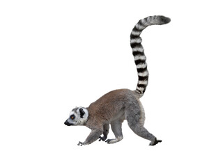 Obraz premium Walking Lemur with raised tail isolated on white background
