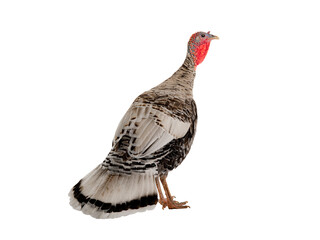  female turkey stand on white background