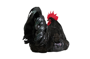 black rooster sitting isolated on white background