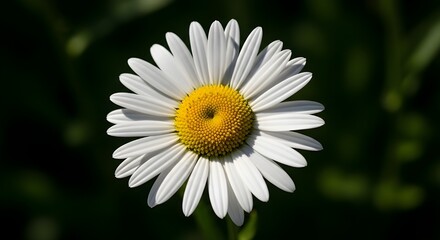 Obraz premium Beautiful White Daisy Flower Bloom with Yellow Center Detailed Macro Shot