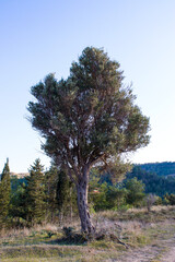 Beautiful olive tree with holes in the trunk