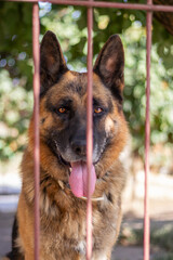 A German shepherd in the yard of a private house.
