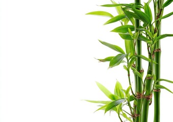 Obraz premium Fresh bamboo stalks and leaves against white (2)