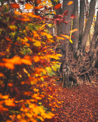 Autumn Forest Trail with Golden Leaves and Warm Light
