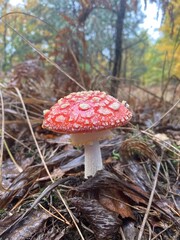 Red fly agaric mushroom growing in autumn forest among moss and fallen leaves with blurred natural background macro close up