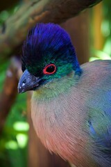 closeup of a bird