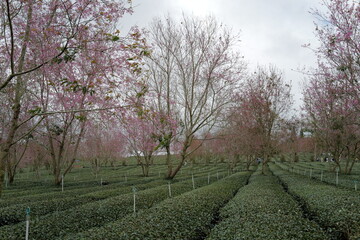 Fototapeta premium Flower