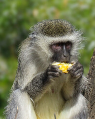 Vervey monkey (Chlorocebus pygerythus) tucks into a scavenged treat.