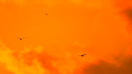 Birds, flying, orange sky at sunset with silhouetted rock formation