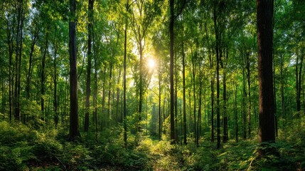 Obraz premium A forest with a bright sun shining through the trees. The sunlight is casting a warm glow on the forest floor