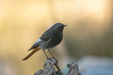 Black Redstart (Phoenicurus ochruros) photographed in Spain