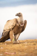 Griffon vulture (Gyps fulvus) photographed in Spain
