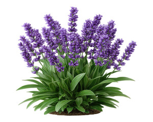 Obraz premium Aromatic lavender flower bush in full bloom, calming purple plant illustration. Green botanical clipart element representing serene nature, wellness, and beauty