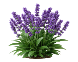 Aromatic lavender flower bush in full bloom, calming purple plant illustration. Green botanical clipart element representing serene nature, wellness, and beauty