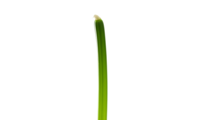 Close up of a single vibrant green grass blade emerging from darkness with a soft glow of light