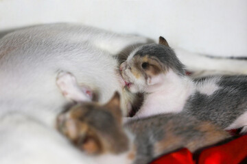 Newborn kittens drink their mother's milk