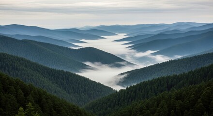 Obraz premium Misty Valley Landscape Evergreen Forest Slopes Mountainous Terrain Scenic View Nature's Embrace Rolling Hills Tranquil Haze Seclusion Wilderness Escape Serenity