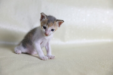 Little kitten on a white background