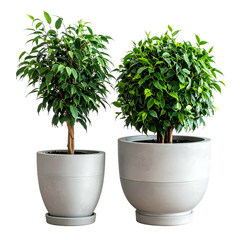 Two healthy indoor trees in modern, white pots against a stark black background