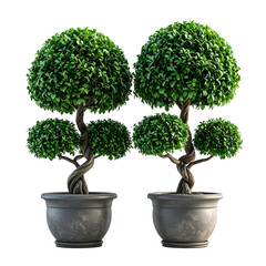 Two topiary trees, shaped with round foliage, sit in gray pots against a black backdrop