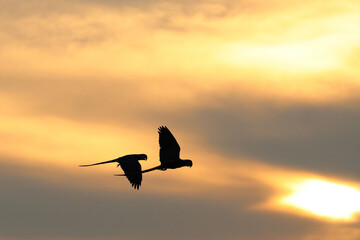 Silhouette of two macaw parrots flying past during sunset.