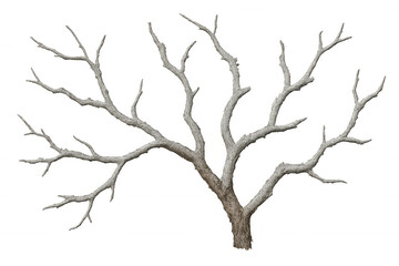 Dead tree branch structure standing, dry brown trunk with gray leafless branches showing winter season, transparent background