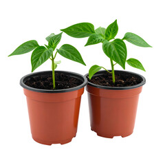 Two potted seedlings with bright green leaves stand out against a dark background