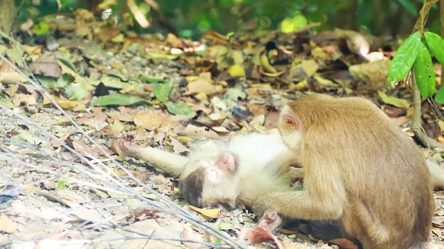 Wild Macaque Grooming Interaction on Forest Floor in Phuket