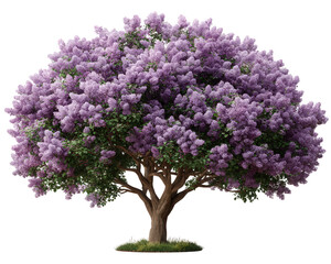 Beautiful purple lilac flower tree in full spring blossom. An elegant serene floral illustration of plant from nature feeling vibrant, isolated on background