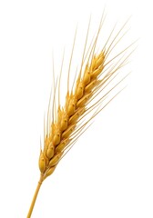 Golden wheat stalk with long awns grain yellow