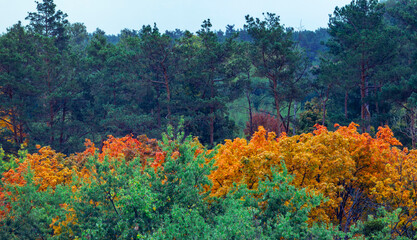Forest trees showing colorful autumn foliage changing from green to vibrant orange and yellow hues...