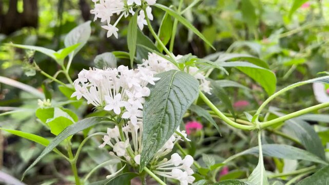 White Pentas Lanceolata Flowers in Lush Garden Close-Up