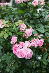 Rose 'Prairie Joy' is blooming