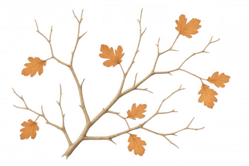 Autumn tree branch with brown leaves creating a fall nature isolated element, transparent background