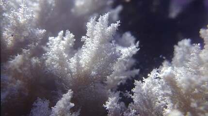 Fototapeta premium White calcareous deposits forming dendritic patterns on a coral reef.