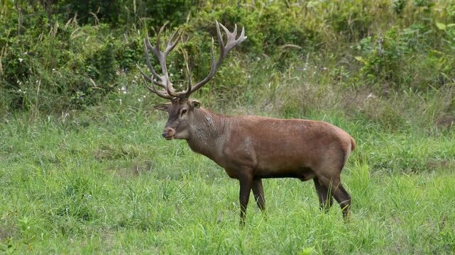 Red deer with big antlers in mating season	