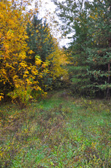 Obraz premium Autumn forest path with green pine trees and yellow foliage, natural landscape in soft daylight.