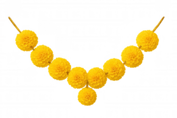 Yellow marigold flower garland, traditional toran for indian festivals and cultural decorations. Transparent background
