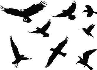 Flying bird silhouette vector set with hummingbird, eagle, wings spread, flight motion, nature shapes, avian design, wildlife illustration
