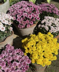 Series Colorful Chrysanthemum Flower Pots bloom in clay pots shades of yellow pink white under natural sunlight vibrant floral background seasonal garden chrysanthemum pots flower garden