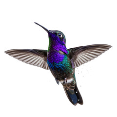 Fototapeta premium Stunning iridescent hummingbird in flight wings spread showing vibrant purple and green plumage isolated on transparent background