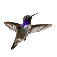 Fototapeta premium Hummingbird with iridescent plumage in flight detailed macro close-up studio shot isolated on transparent background